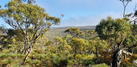 Invisible losses: thousands of plant species are missing from places they could thrive – and humans are the reason