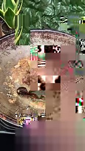 8.7M views · 12K reactions | TIPS CARA MEMBERSIHKAN BABAT PART 2 !! Bahan : 1 kg babaat 1 bks kapur sirih Bawang putih Bawang merah Cabe merah besar Kemiri Sasa santan Ketumbar Asam jawa Sasa santan terbuat dari kelapa katulistiwa yang mengandung omega 3 & 6 yang baik untuk kesehatan. @kreasisasa #sasasantan #AGDebm | Diet Enak, Bahagia dan Menyenangkan | Facebook