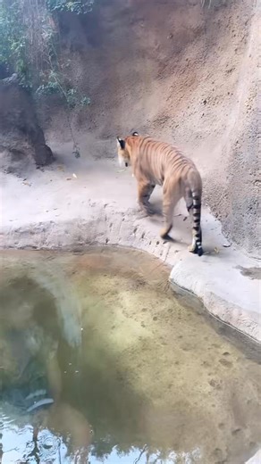 Is this normal behavior for a tiger? | Coby Persin