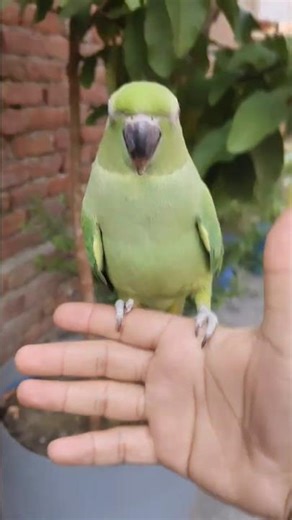 “30 Days Baby Parrot to Adult | Nature’s Beautiful Transformation 🐦”