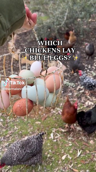 Which Chickens Lay Blue Eggs?