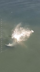 Morning Smack-n-Snack. Dolphin sends a fish airborne by smacking and stunning it with its tail. This feeding technique is used regularly by dolphins in the Tampa Bay area and is called fish kicking. I took this video this morning in the intracoastal waterway near Madiera Beach. #nature #animals #wildlife #viral #fish #naturephotography | See Through Canoe