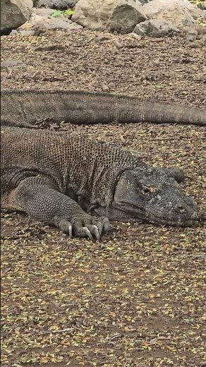 Komodo National Park 🏞️ #Nature #Dragons #Indonesia