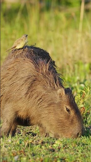 Capybara Love Eating Poop 💩 #shorts