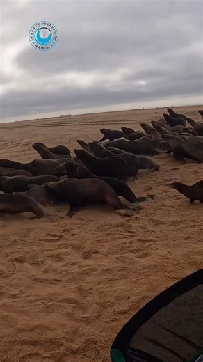 388K views · 10K reactions | Seal Rescued From Trawler Net! Trawler...