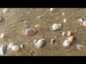 Coquina Clams