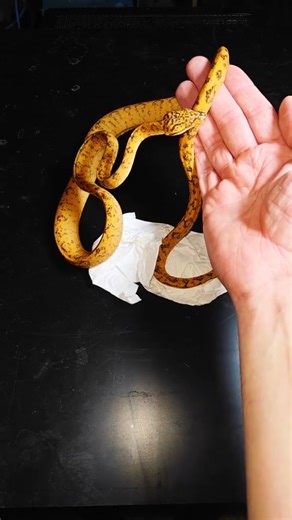 Brandon on Instagram: "Unboxing my new Amazon tree boa #venomman20 #snake #boa #treeboa #learnontiktok"