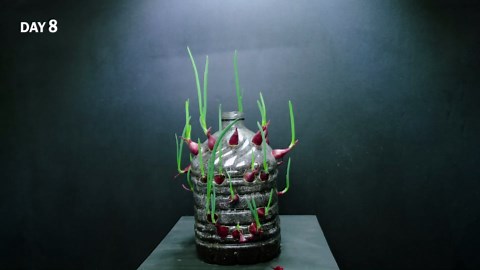 Onion bulbs in bottle time lapse