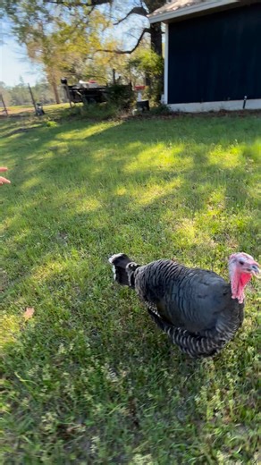 How to call a turkey with a mouth call