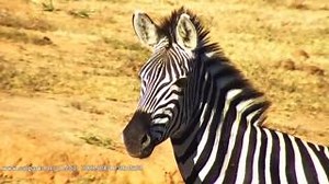 "Zebra posing this morning to illustrate the zooming capability of the Addo webcam (40x optical zoom)." __ Danie Pretorius📍#AddoElephantNationalPark #SANParks #LiveYourWild | South African National Parks