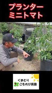 Tips for Growing Cherry Tomatoes in Planters! Watering and Fertilizing Basics #FarmingLife #HomeG...