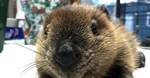 Beaver Rescue, Rehab, & Release