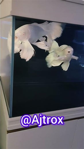 "Royal White Gourami in Stylish Aquarium 🐠✨"#ajtrox #fish #shorts