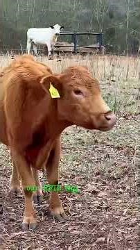 Why Do These Cattle Have Huge Holes in their Ears, and Does it Hurt?