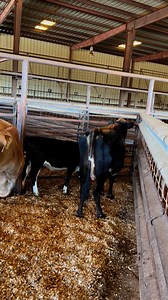 2.5K views · 17 reactions | Two Jersey pairs and two bred Jersey cows for sale tomorrow! | Laurens Livestock | Facebook