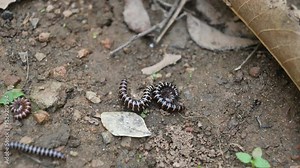 Greenhouse millipedes mating. Its common names are Oxidus gracilis, hothouse millipede, shortflange millipede and garden millipede.This is a species of millipede in the family of Paradoxosomatidae.
