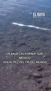 VEN AL PEZ DEL FIN DEL MUNDO EN VAJA CALIFORNIA SUR, MÉXICO QUE ANUNCIARA? EL FIN DEL MUNDO ? | El Rayo Musical