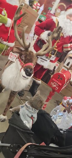 Sage lol | Kayla Batth