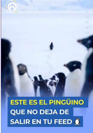 Pingüino Solitario: Símbolo de Cansancio y Existencialismo