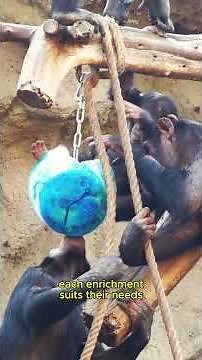 Enriquecimiento chimpancés por niveles I Animales curiosos