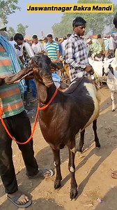 3.6M views · 39K reactions | Top quality heavy Weight Totapari bakra | Abhi Pet Lover | Facebook