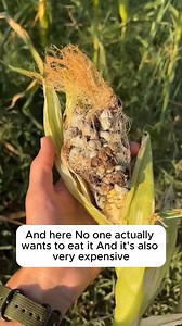 1.1K views | Special type of corn infected with fungus #backyardgardening #gardeninglife #vegetablegardening #vegetablegarden #gardeningtips #gardeninglove #organicgardening #gardensofinstagram #gardenideas #urbangardening #gardeningistherapy #gardeninggoals #homegardening #gardeninspiration #lovegardening #gardeningisfun #countrygarden #gardeningmakemehappy #veggiegarden #happygardening | Green Garden | Facebook