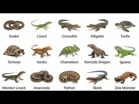 What Are Reptiles? Explained in 3 Minutes