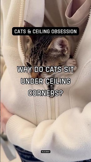 Why do cats sit under ceiling corners? They monitor blind spots.