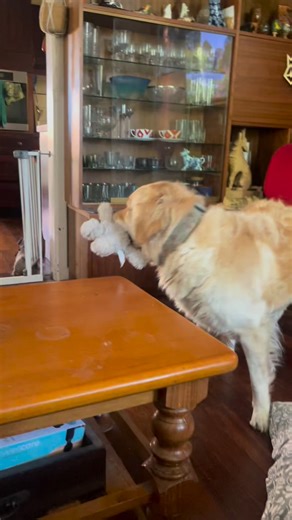 Enjoy 90seconds of zeppy bringing me things and doing a parade with said things ❤️🐾 | Dog Whispering