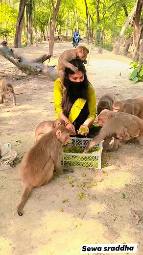 कण कण में हैं राम 🙏🚩 . . . . . . . #sewasraddha #monkey #reels #fbreels #trending #hanuman #shorts #trend #creator | Sewa Sraddha