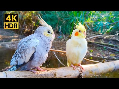 Listen & Watch: Adorable Cockatiels Chirping in the Wild (Ultimate Relaxation)