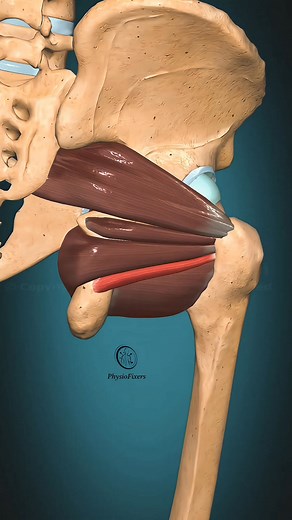 Gemellus inferior muscle action Hip: External rotation | PhysioFixers