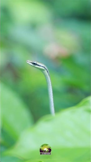 Wickremasinghe's Bronzeback 🐍🇱🇰 Dendrelaphis wickrorum | වික්‍රමසිංහලාගේ හාල්දණ්ඩා #wildlife #nature