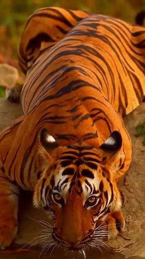 The Majestic Beauty of Tigers in Nature