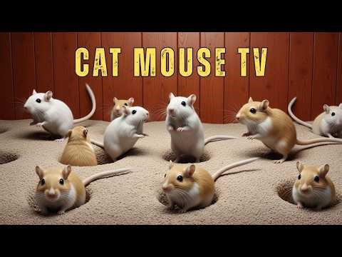 Cat TV 🐾 Mouse Hide & Seek | Active Mouse Game on Screen for Cats & Dogs 4K 60fps