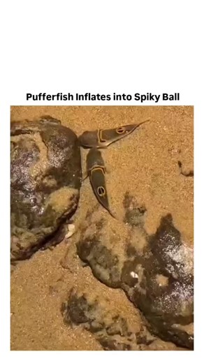 @dolphin.7280953 on Instagram: "The video features a pufferfish (blowfish) inflating dramatically in shallow water as a defense mechanism. It starts small and round, then rapidly expands into a large, spiky, almost spherical shape with protruding spines, making it appear much bigger and harder to swallow for predators. The inflation happens quickly over several seconds, showcasing the fish's remarkable ability to gulp water (or air) to balloon up.This is one of nature's most iconic and extreme s