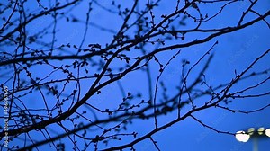 crow, night, skay,