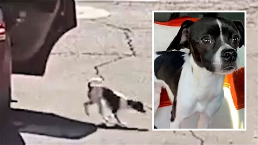 19K views · 250 reactions | Woman Shouts 'Bye Bye' as She Abandons Innocent Dog | American Voices | Facebook