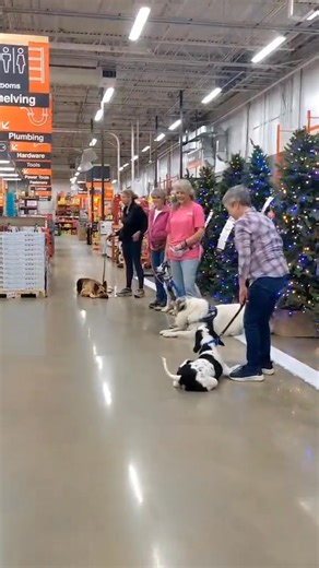 1.4K views · 45 reactions | Our most excellent therapy dog students preparing for their final assessment next week. These teams are doing a remarkable job!! We can’t wait to see how many smiles they will bring to the world and hearts they will heal 殺 #forcefreetraining | Canine Karma | Facebook