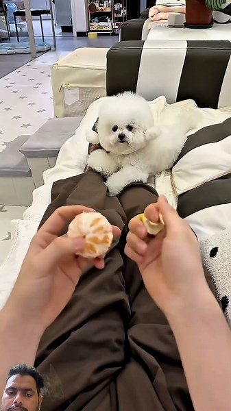 #cutedog #maltipoo