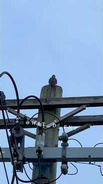 Merlin Hunting & a By chance Cooper's Hawk #birdsofprey #merlin #coopershawk #hawk #falcon #GodBless