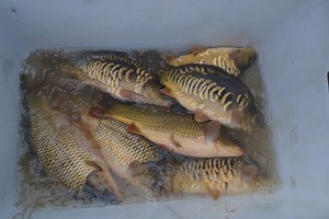 22K views · 138 reactions | The mill has come a long way from 5 years ago when we were just producing a few tonnes for ourselves and some of our fish farming friends. Hundreds of fisheries now yield fantastic results with our feed alternatives. Its not complicated, just no-nonsense bulk fish feed solutions at an affordable price! Visit our website for more information: www.bpmilling.co.uk Or contact us at: info@bpmilling.co.uk | BP Milling - Sustainable Aquafeed Alternatives | Facebook