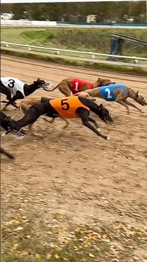 Greyhound Dog Racing Slow Motion Video 🔥