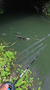 397K views · 3.3K reactions | Japanese Catfish Bite Collection #fishing #catfish | 多魚種アングラー【うっちー】 | Facebook