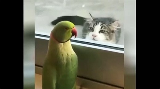 Best 2024 Funniest Animals __ Funny Animal videos Compilation