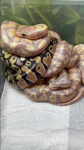 Banana baby ball python females 💛💛💛