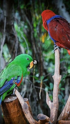 5 Mind Blowing Facts About the Red rumped parrot #australianbirds #birdsofaustralia