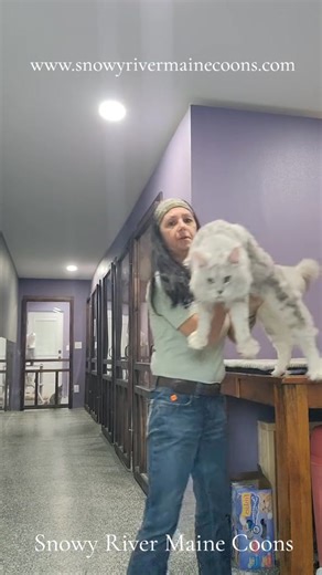 Champion Pascal sure grew up! He is the father to our Grand Champion, Agility Champion & Regional color winner (soon to be regional winner) Loki and the grand father to Grand Champion Scat 🥰 #snowyrivermc #mainecoon #cats #catlovers #kitten | Snowy River Maine Coons