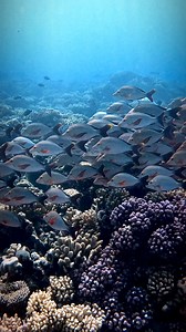 Diving into the vibrant underwater world of Fakarava, French Polynesia 🐠🌊 Exploring a mesmerizing school of fish and the breathtakingly beautiful, healthy coral reef. Nature’s masterpiece at its finest! 🌺 #FakaravaAdventures #UnderwaterWonder #FrenchPolynesiaMagic #marinelife #oceanconservation #sea #marinebiology #ocean #scuba #underwaterlife #scubadiving #diving #underwaterphotographer #underwaterworld #sealife #sealovers#scubadiver #oceanvideo #gopro #frenchpolynesia #oceanphotography #und