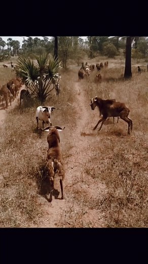 Exciting Goat Chase in Natural Grassland